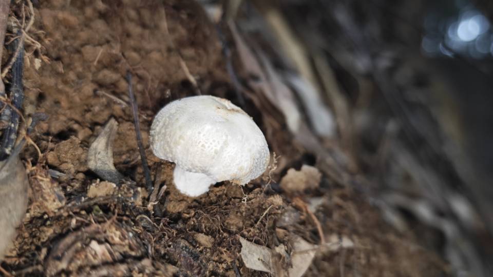 白灰红菇
