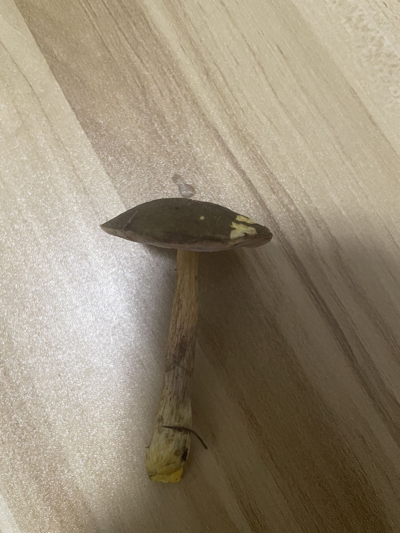 标本照片
