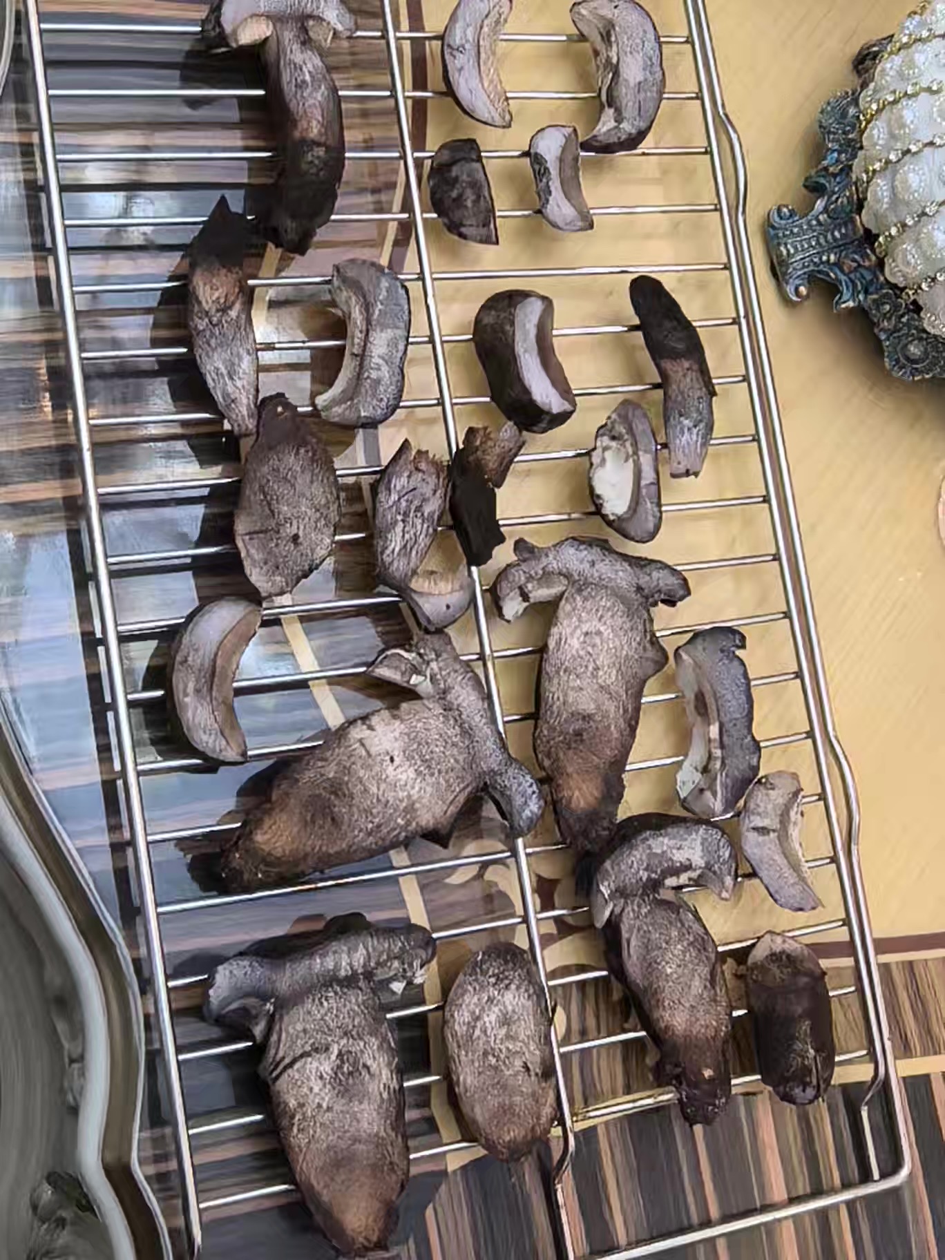 粉孢牛肝菌属一种
