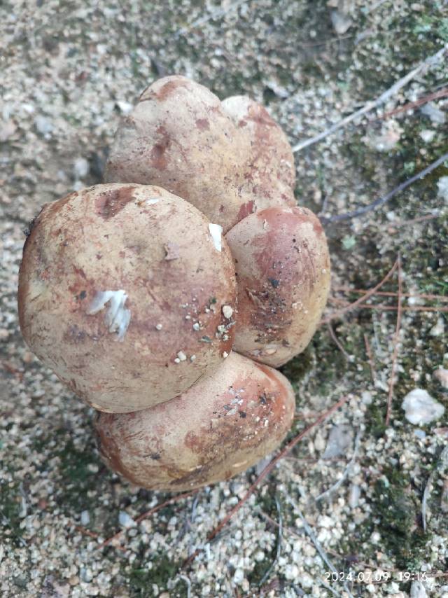 拟褐黄肉牛肝菌