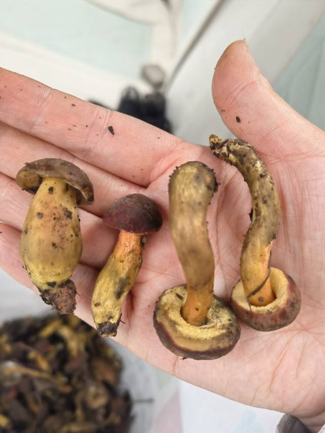 红鳞庭院牛肝菌（暂定）