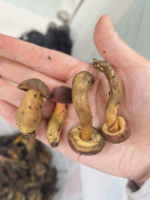 红鳞庭院牛肝菌（暂定）