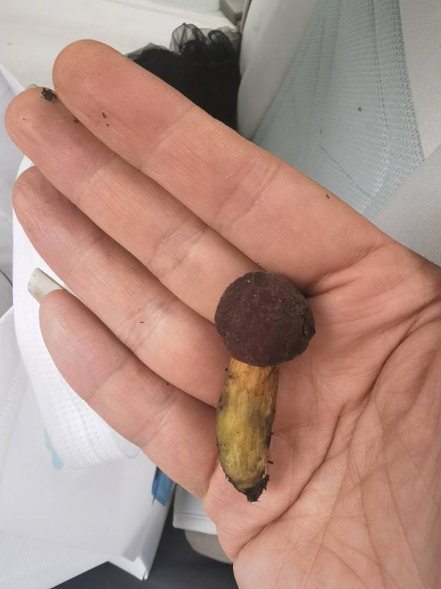 红鳞庭院牛肝菌（暂定）