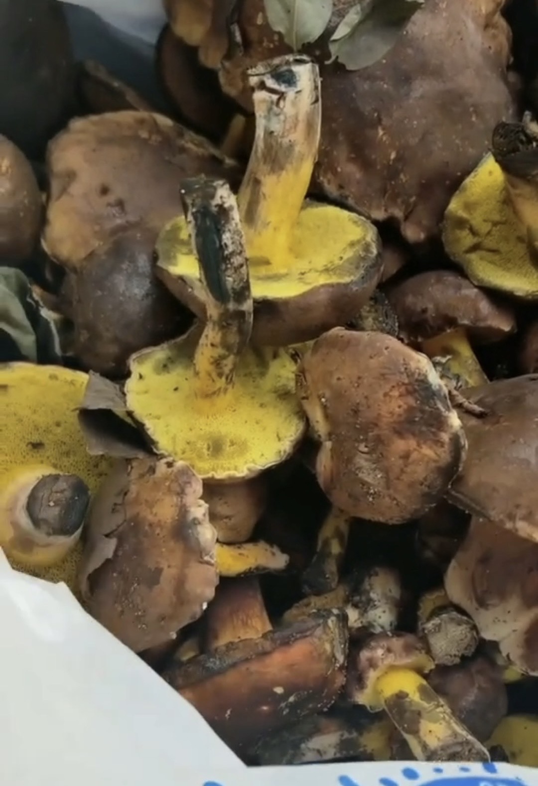 黏盖变蓝牛肝菌