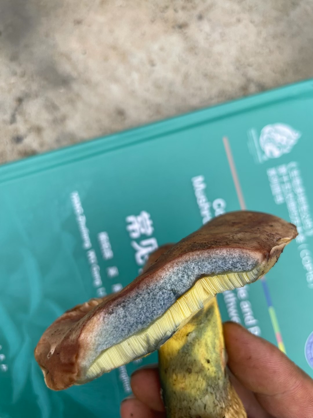 拟褐黄肉牛肝菌