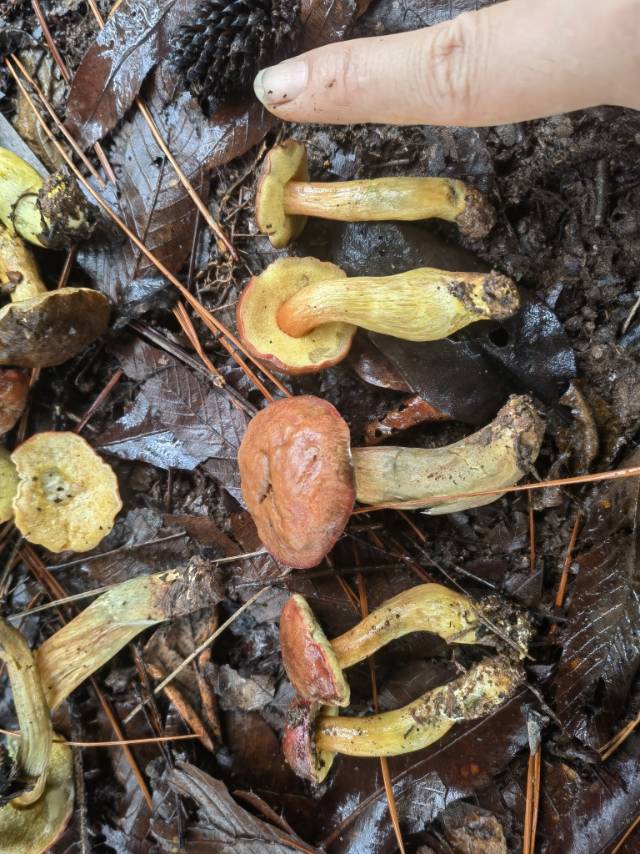 红鳞庭院牛肝菌（暂定）