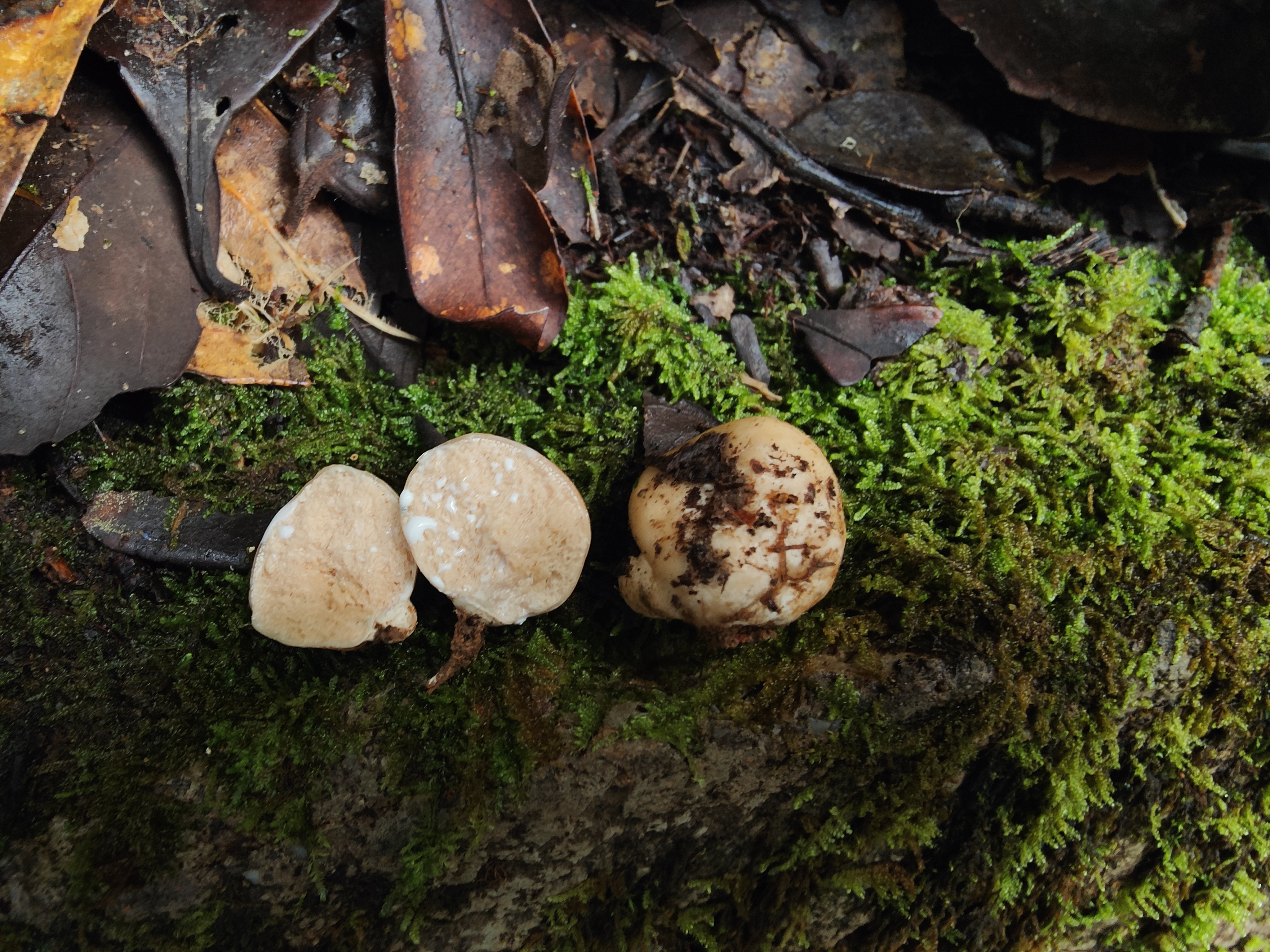 标本照片