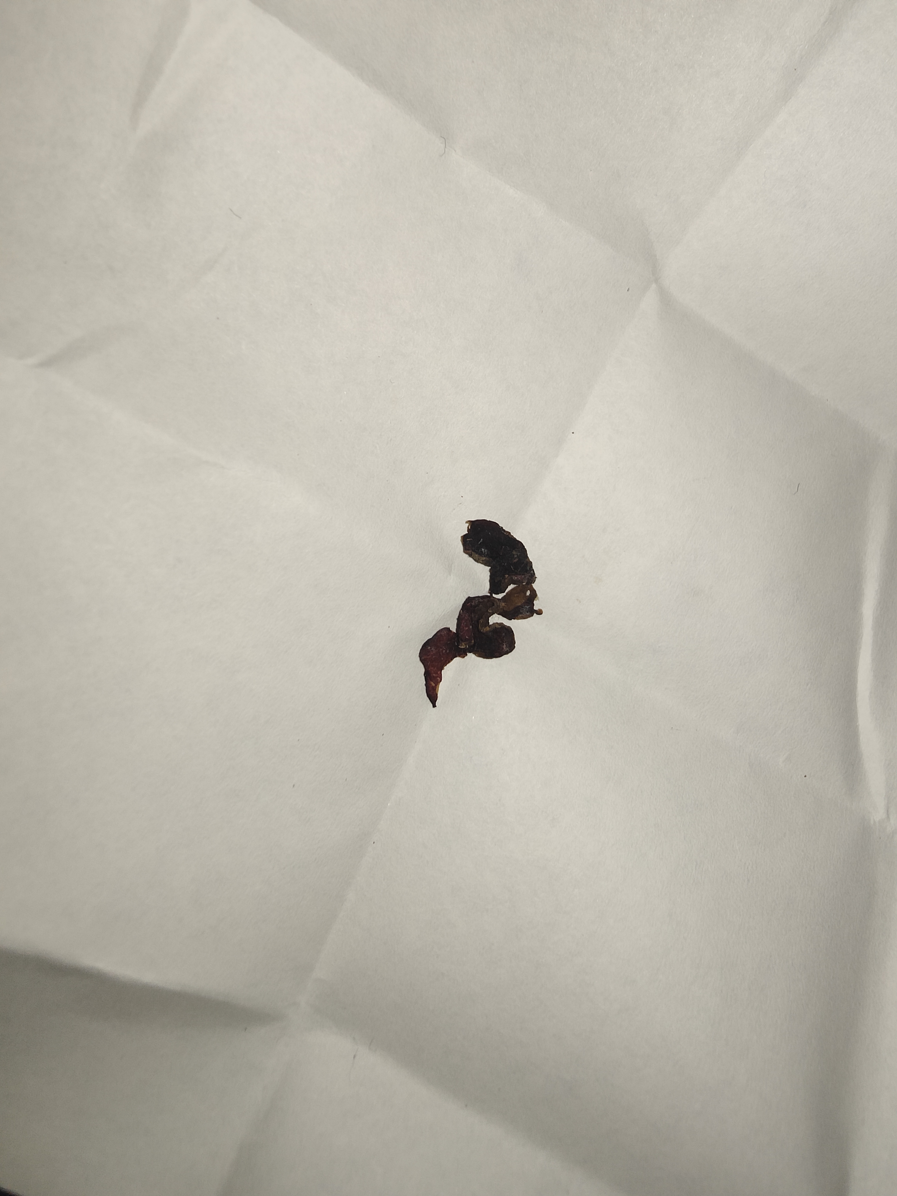 暗红条孢牛肝菌