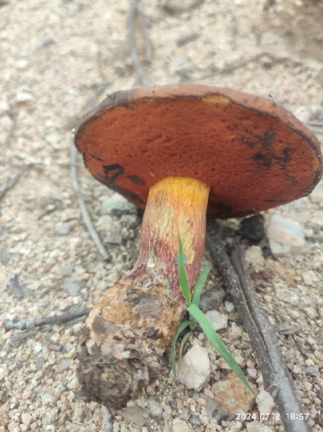 褐红新牛肝菌