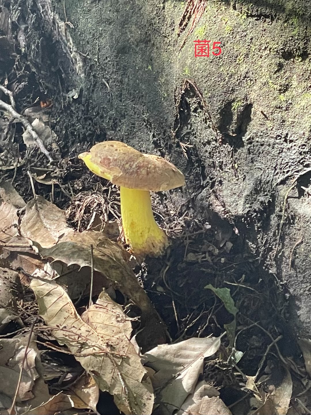 拟褐黄肉牛肝菌