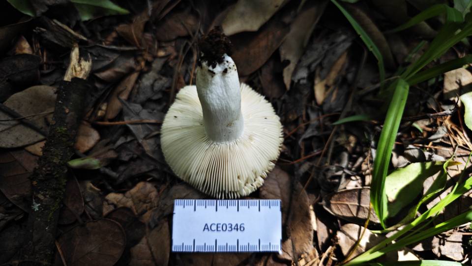 异褶亚属灰色组某种