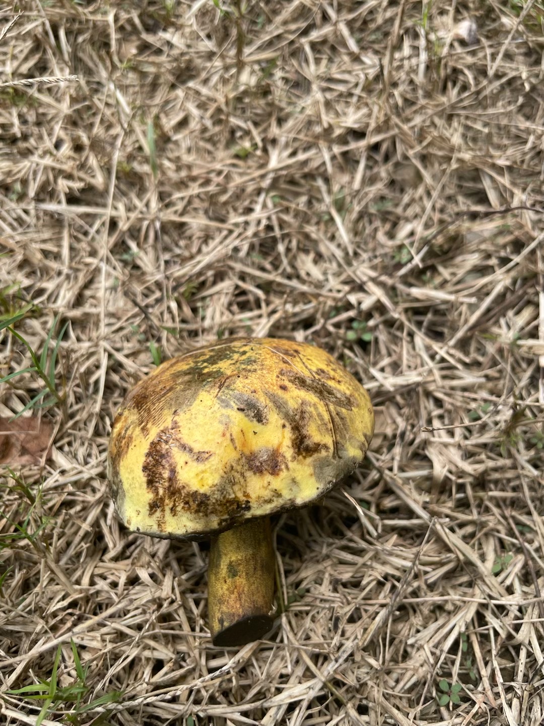 变蓝牛肝菌属一种