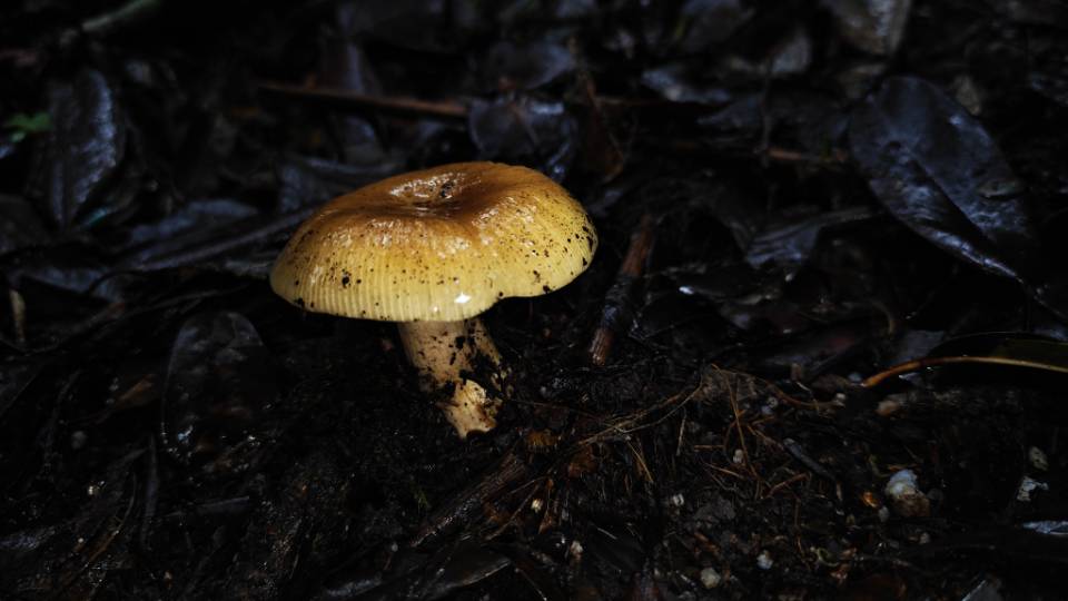 异褶亚属劣味组某种