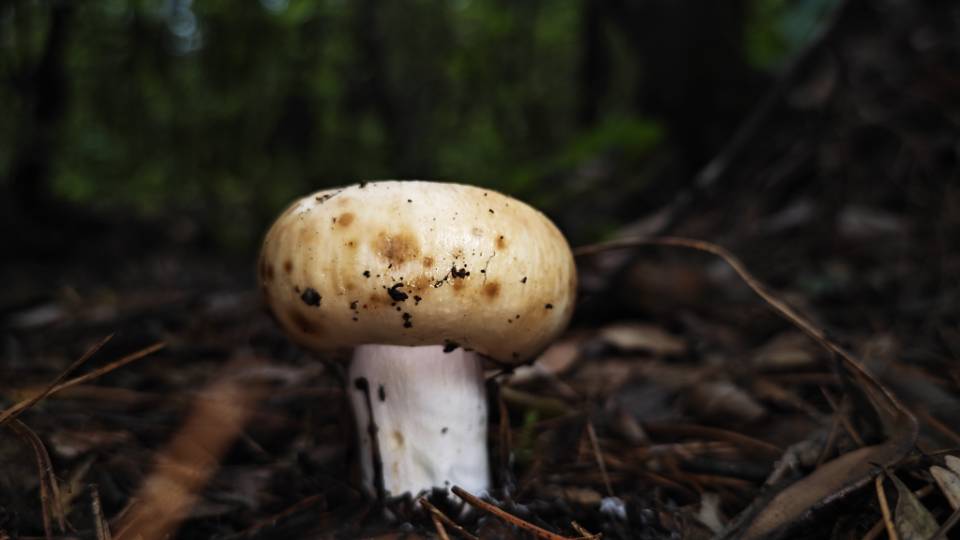 芙蓉红菇