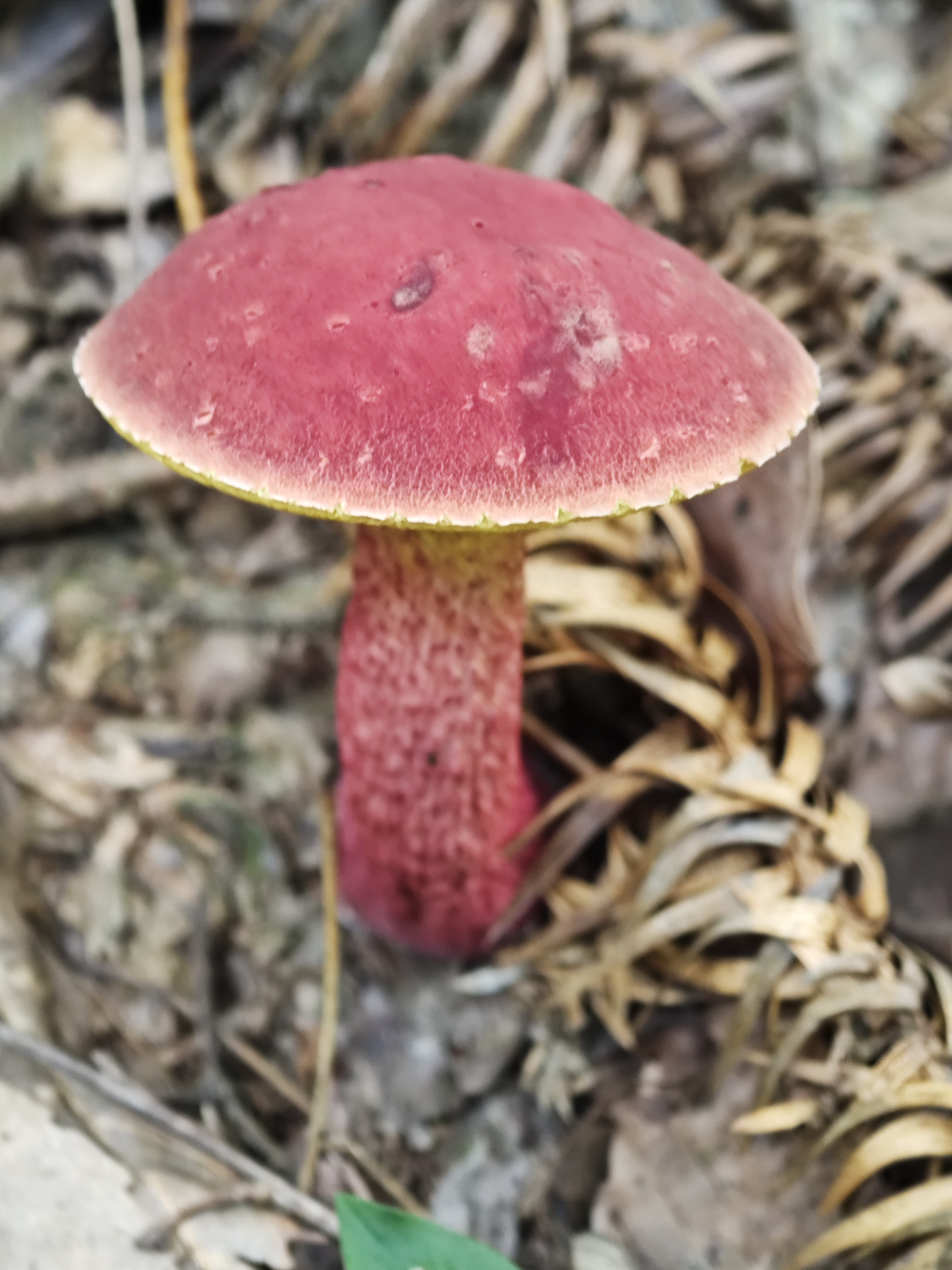 日本网孢牛肝菌