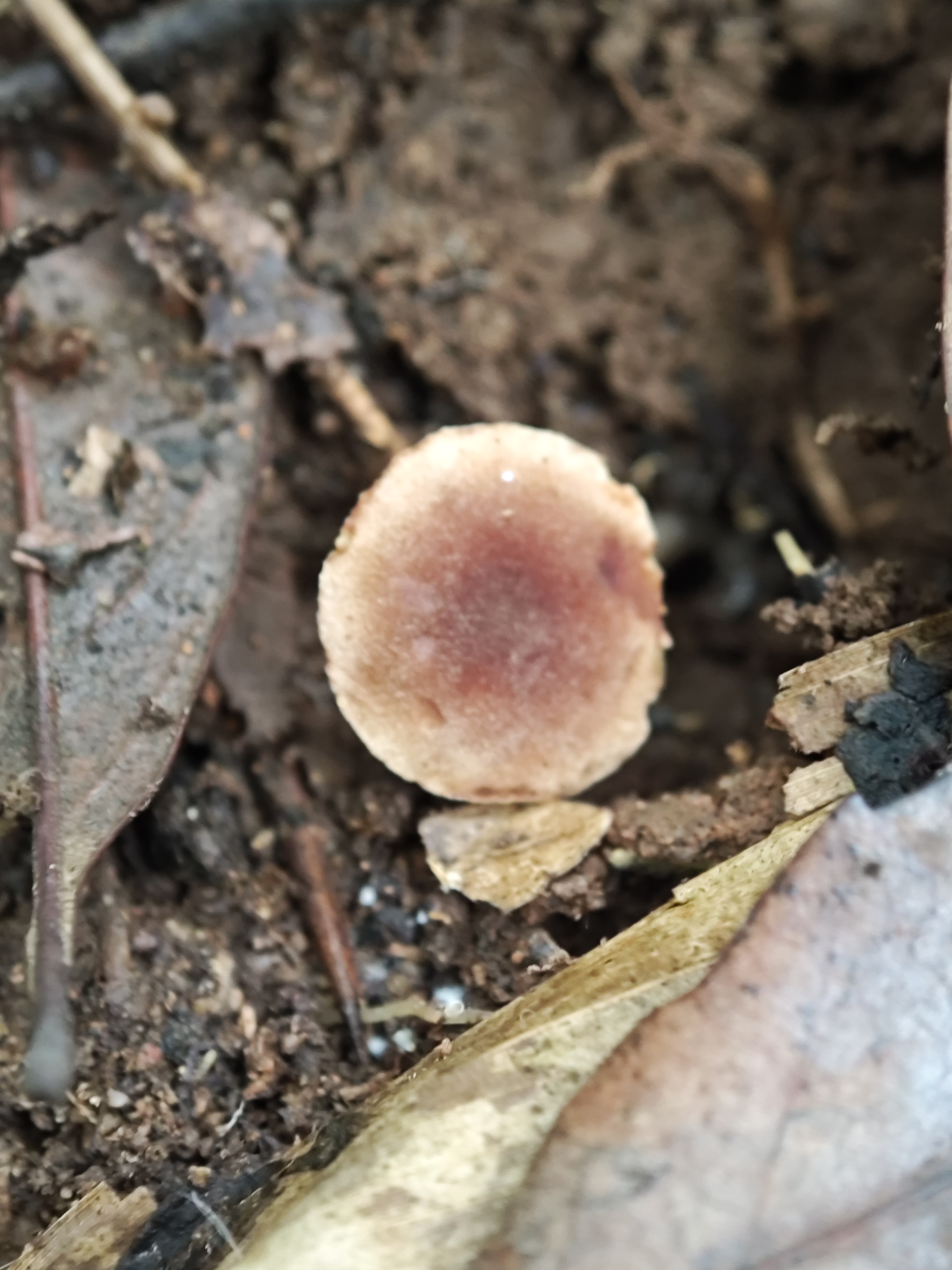 褶孔牛肝菌属一种