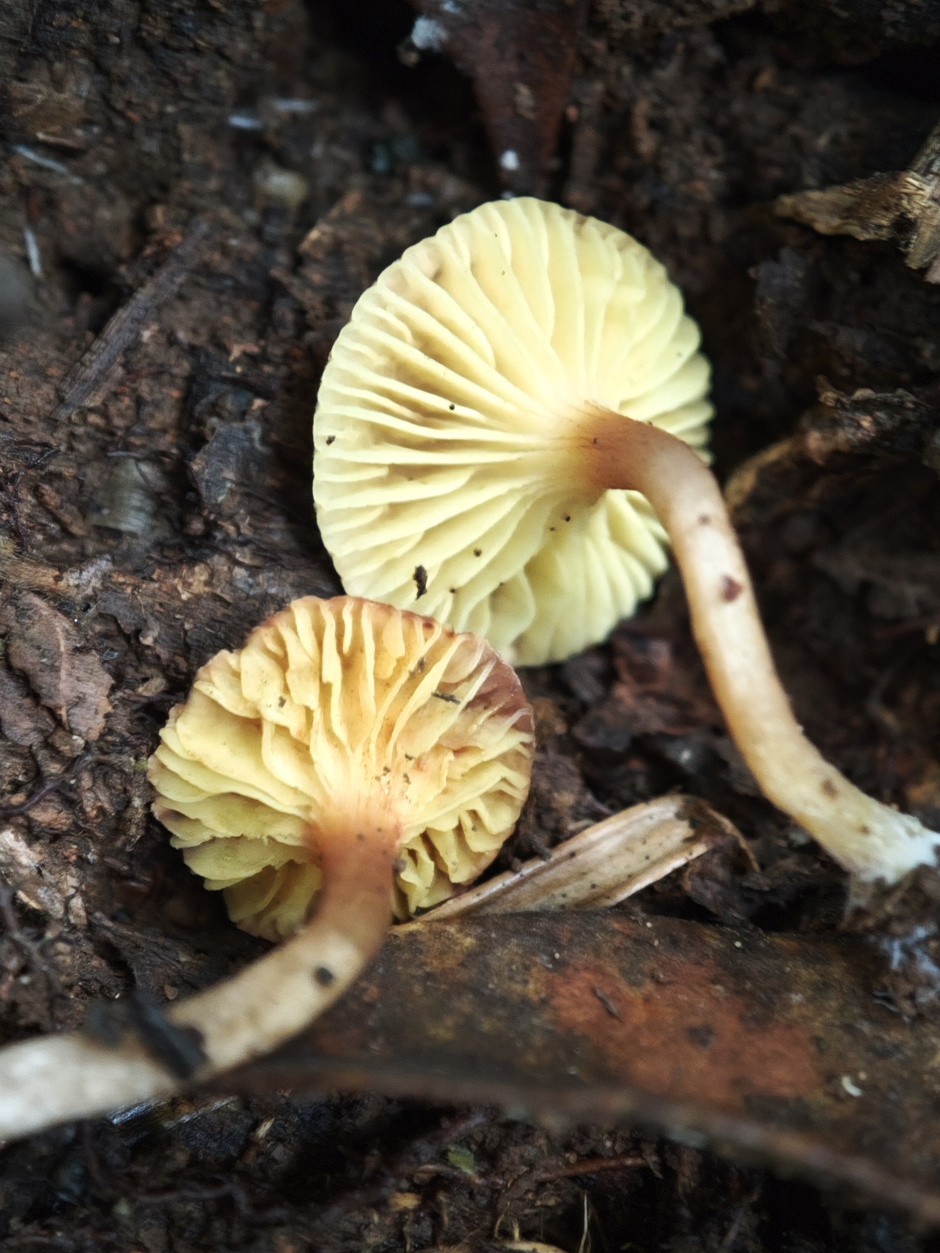 褶孔牛肝菌属一种