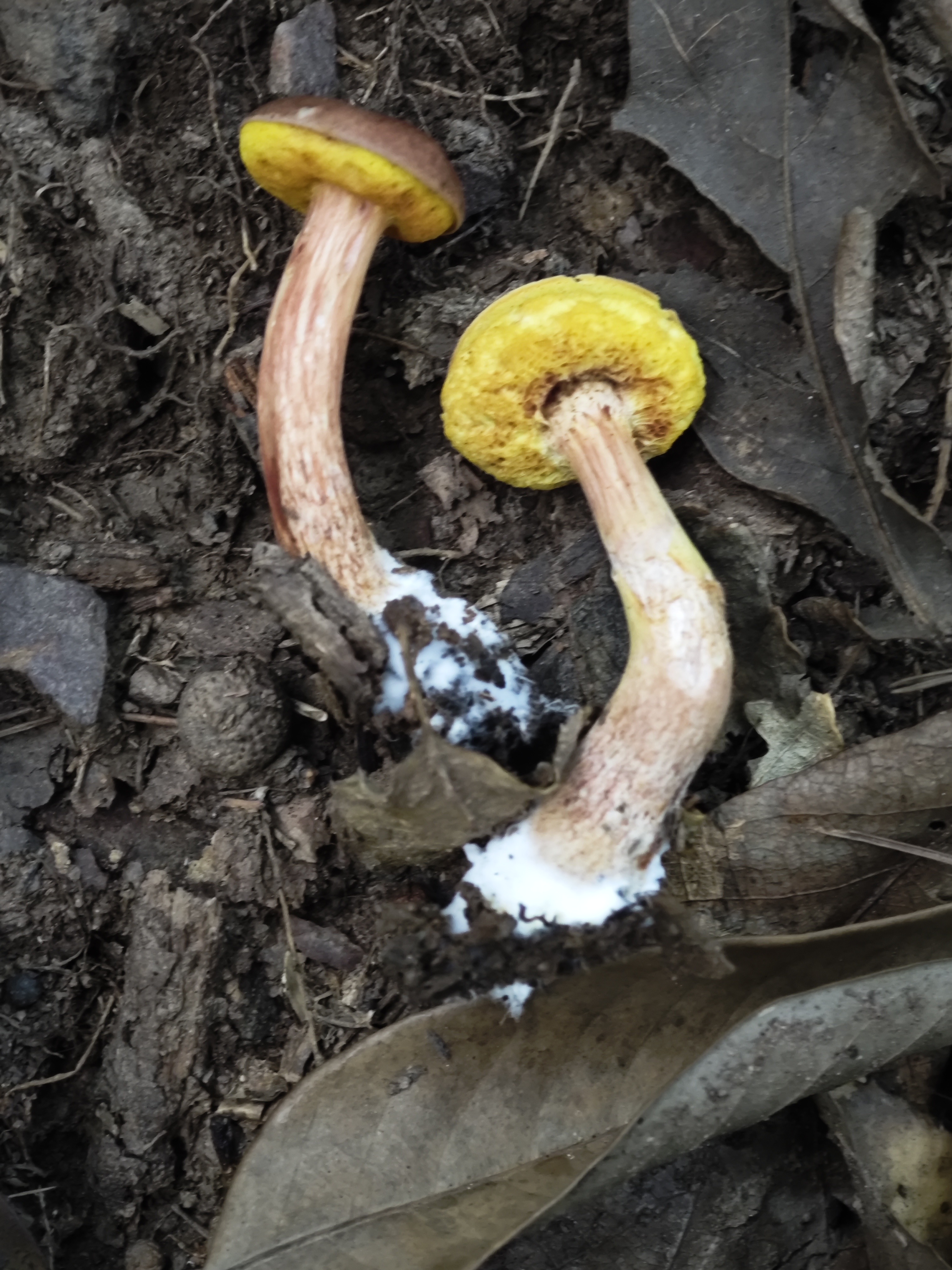 中华栗色金牛肝菌