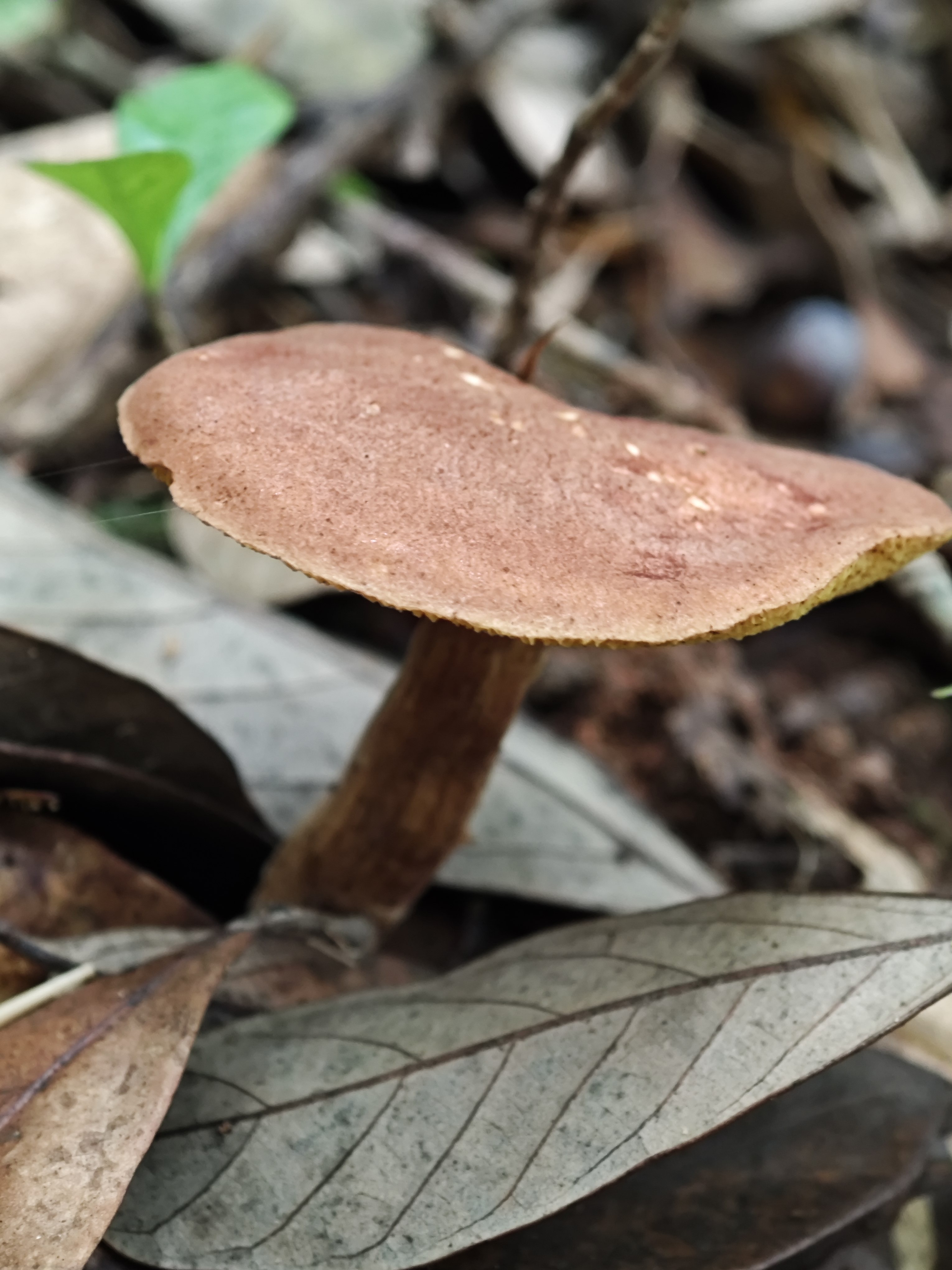 独生金牛肝菌