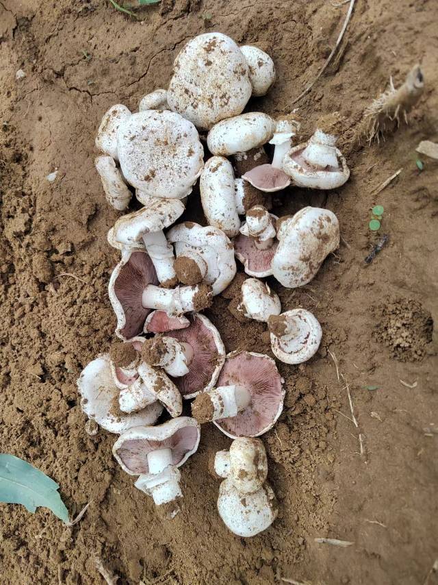 大肥蘑菇