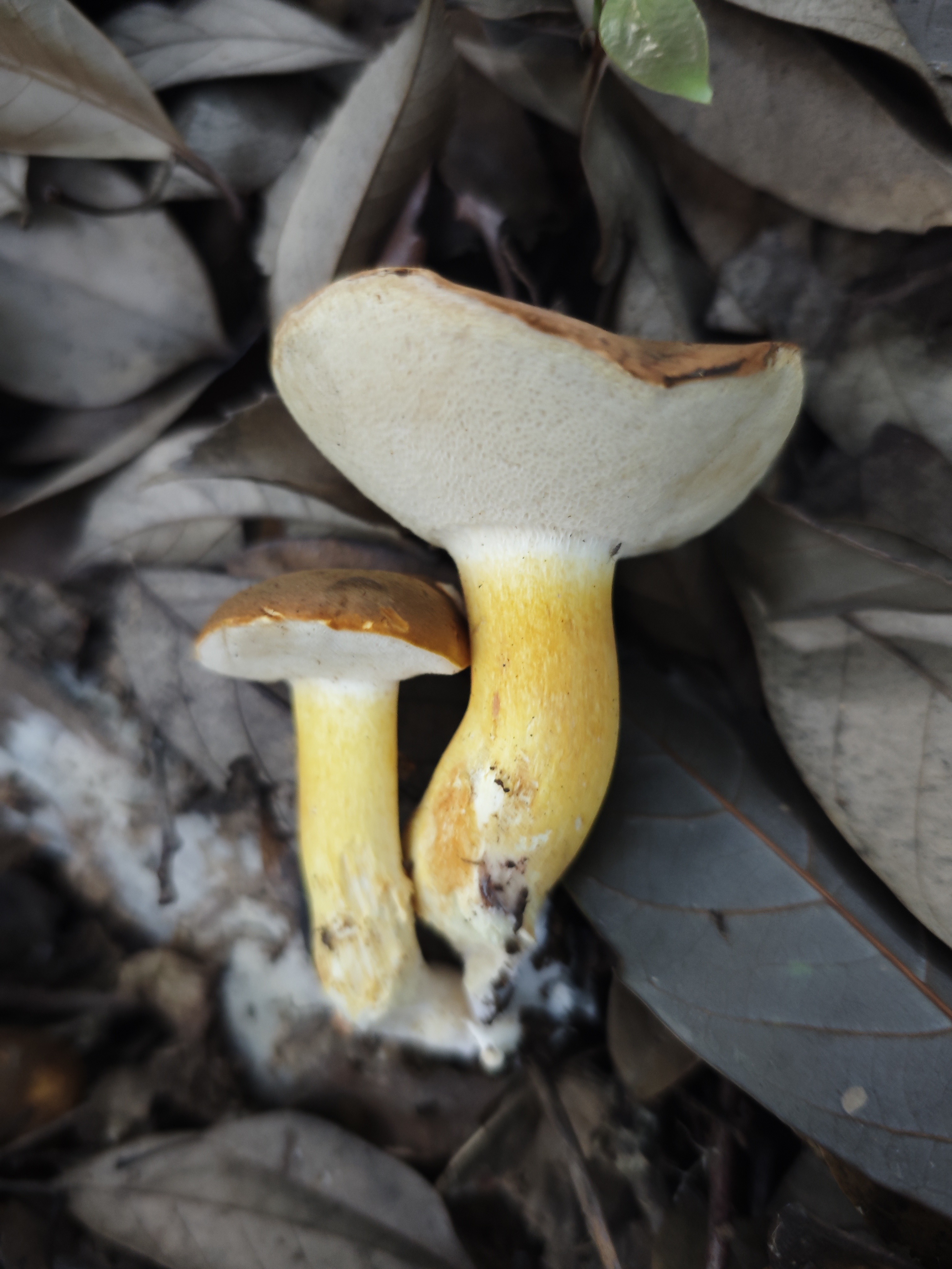 橙红粉孢牛肝菌