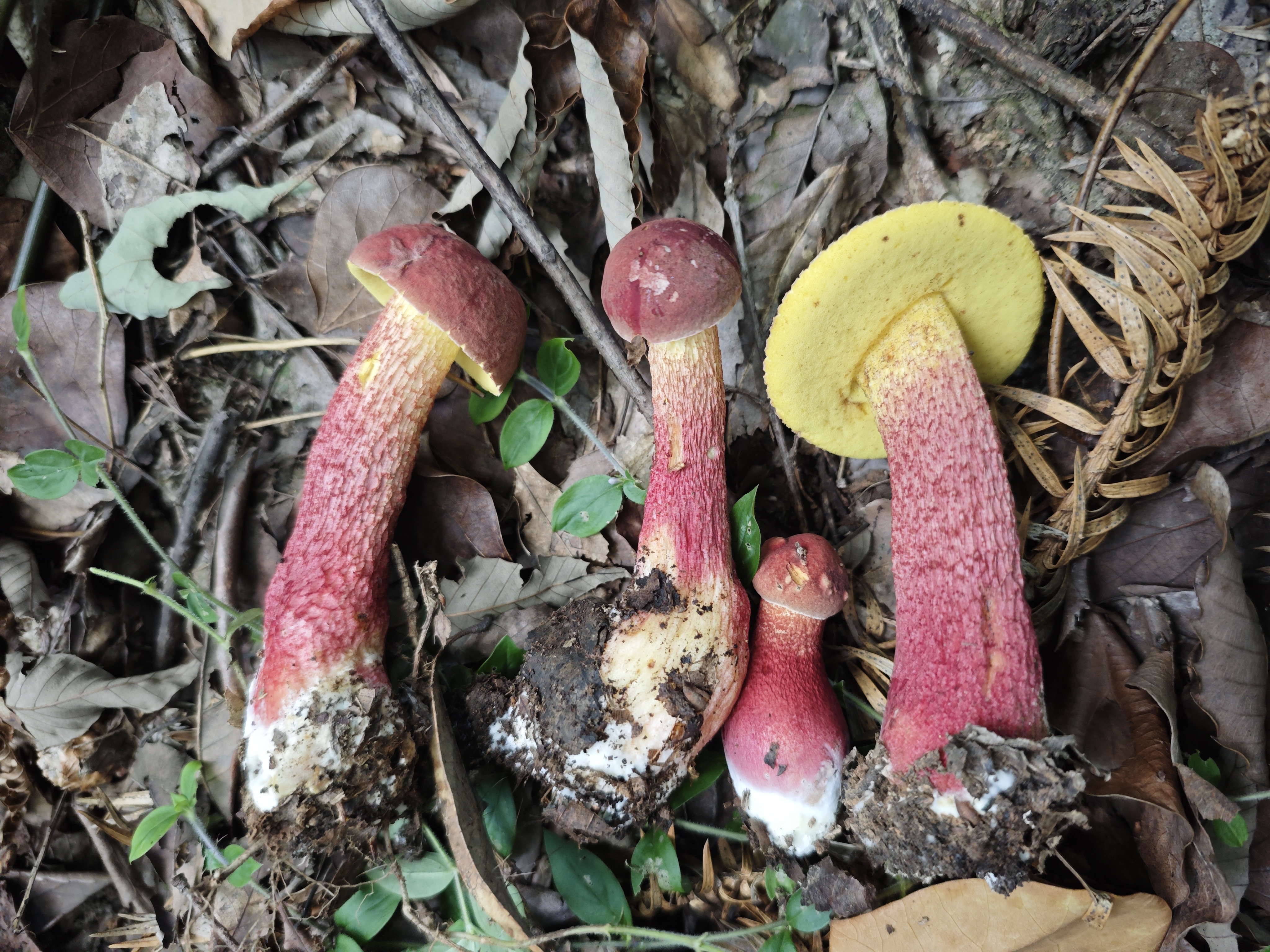 日本网孢牛肝菌