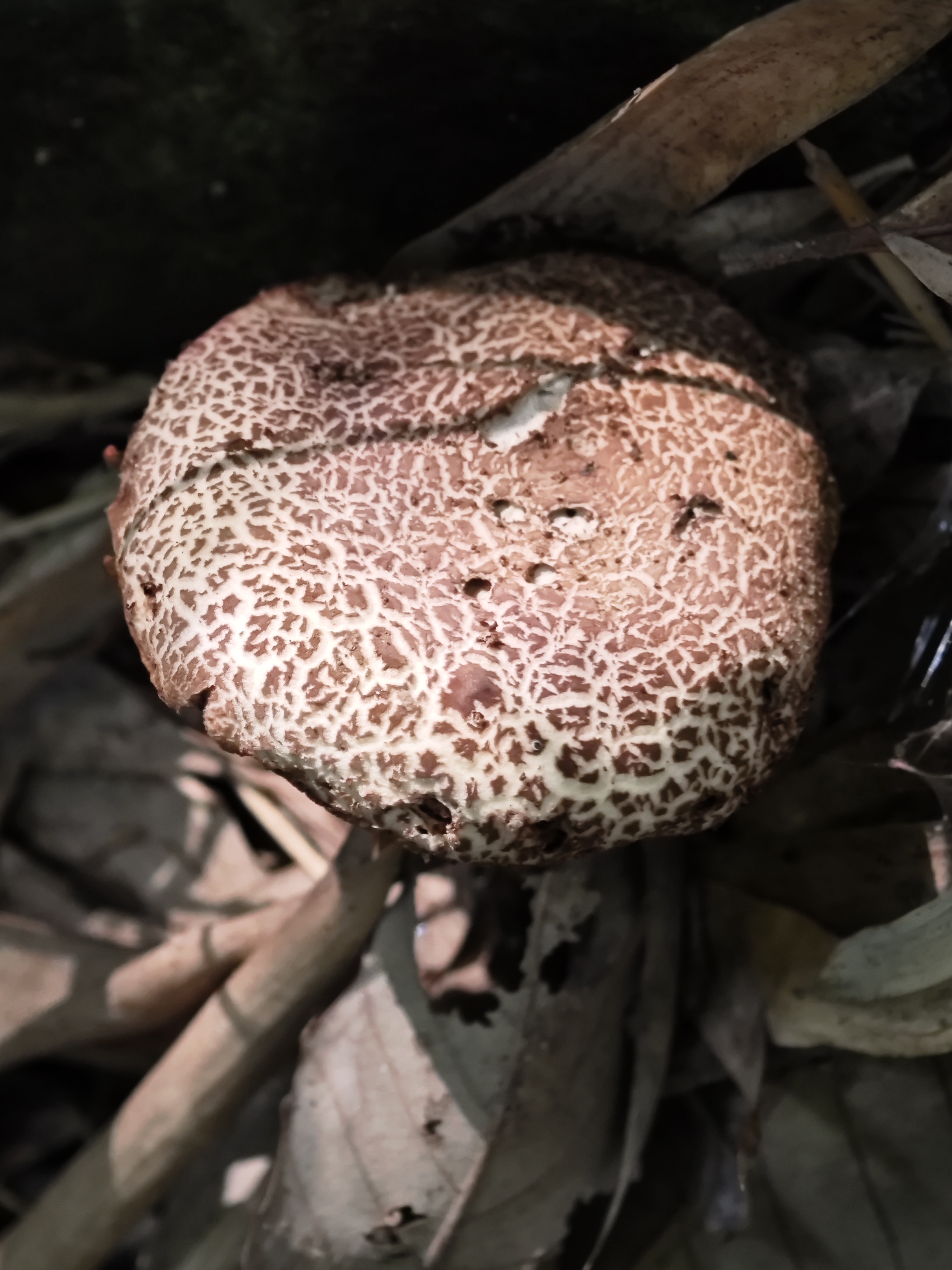 假污柄红牛肝菌