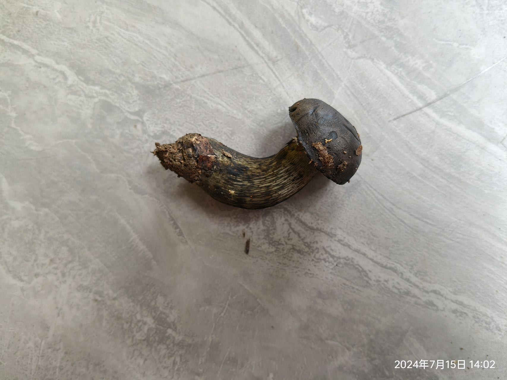 标本照片