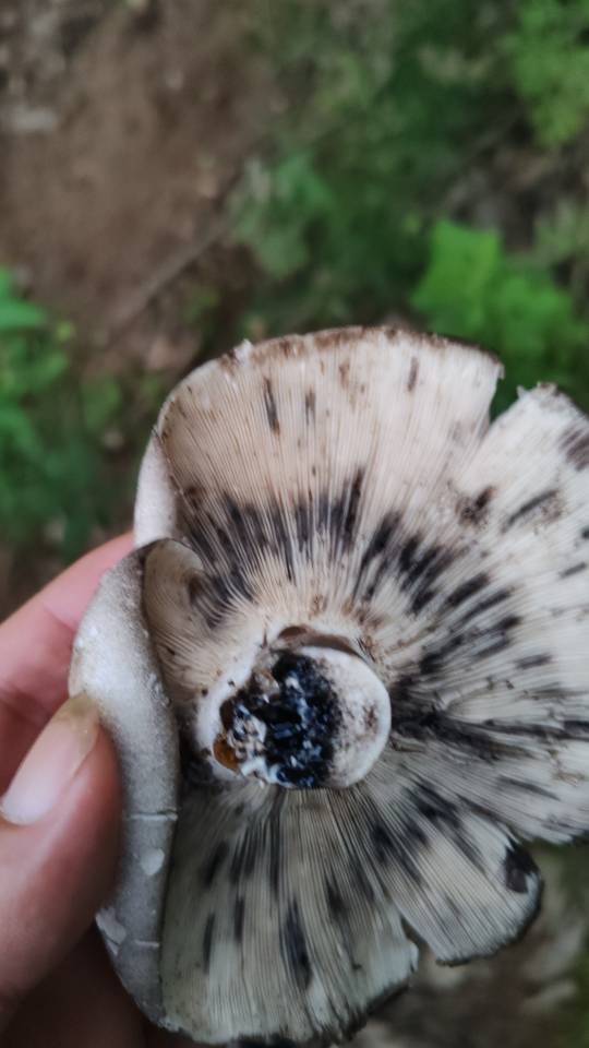 星孢寄生菌