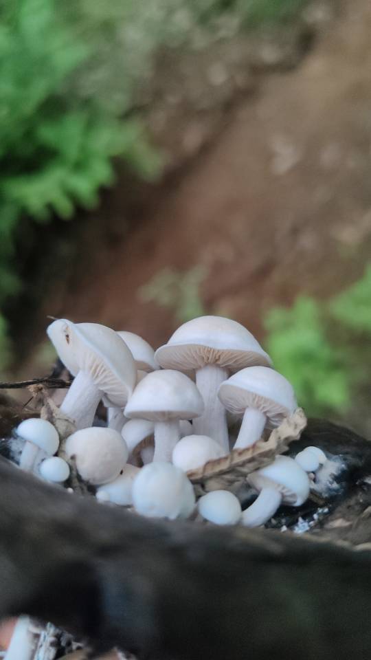星孢寄生菌