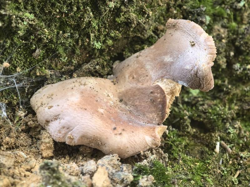 近桂黄红菇