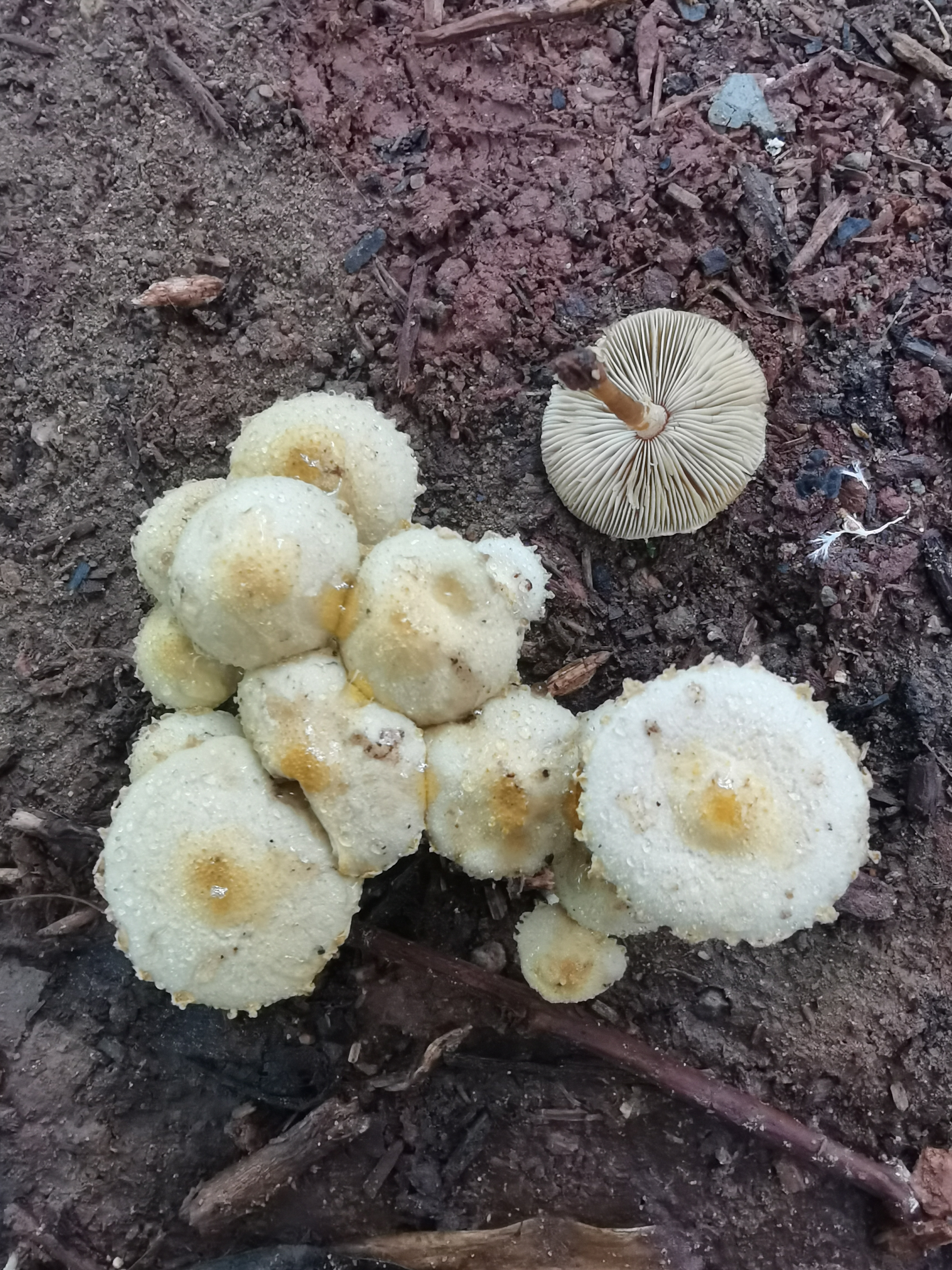 黄蘑菇属一种