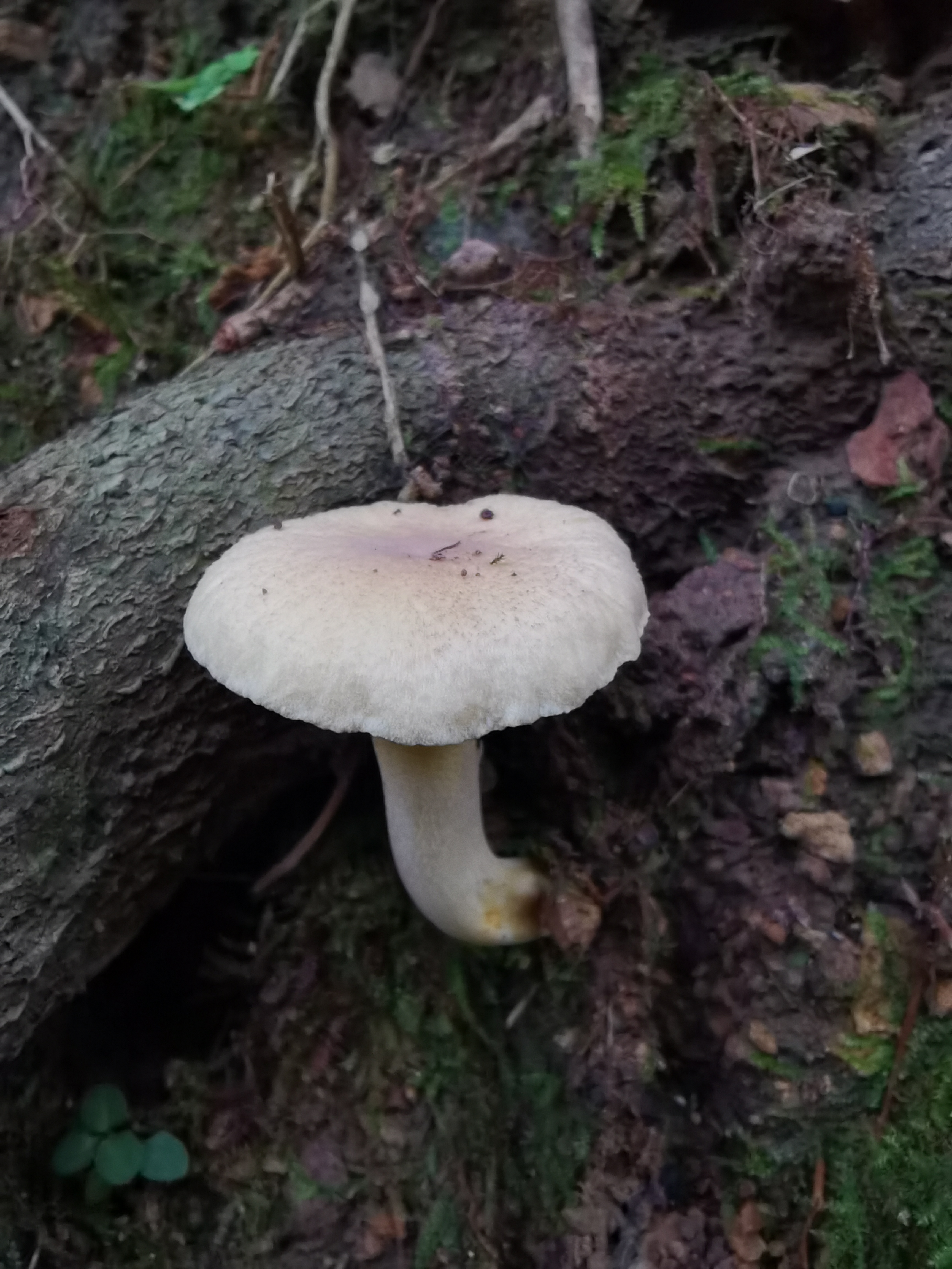 翘鳞鸡油菌
