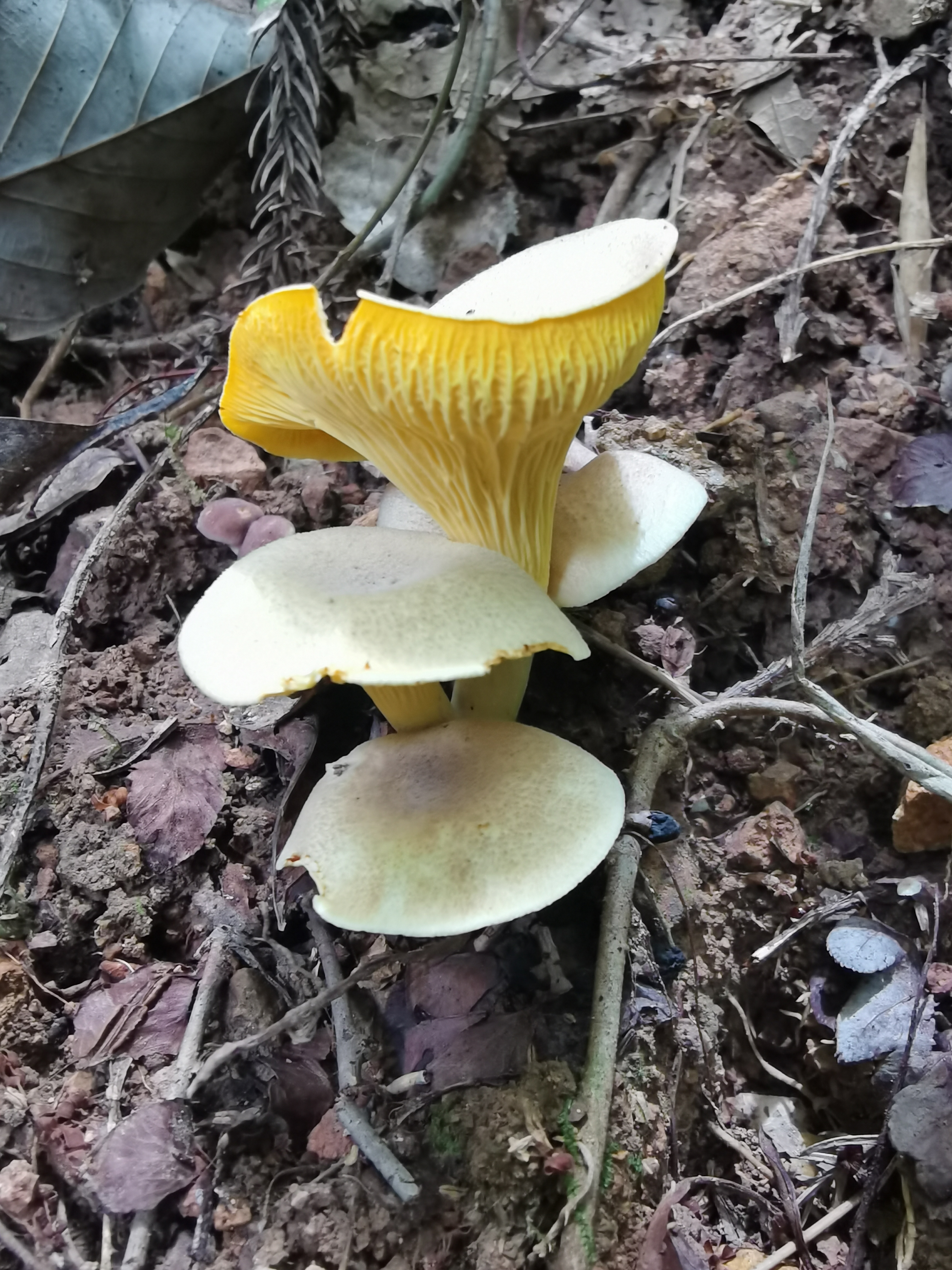 翘鳞鸡油菌