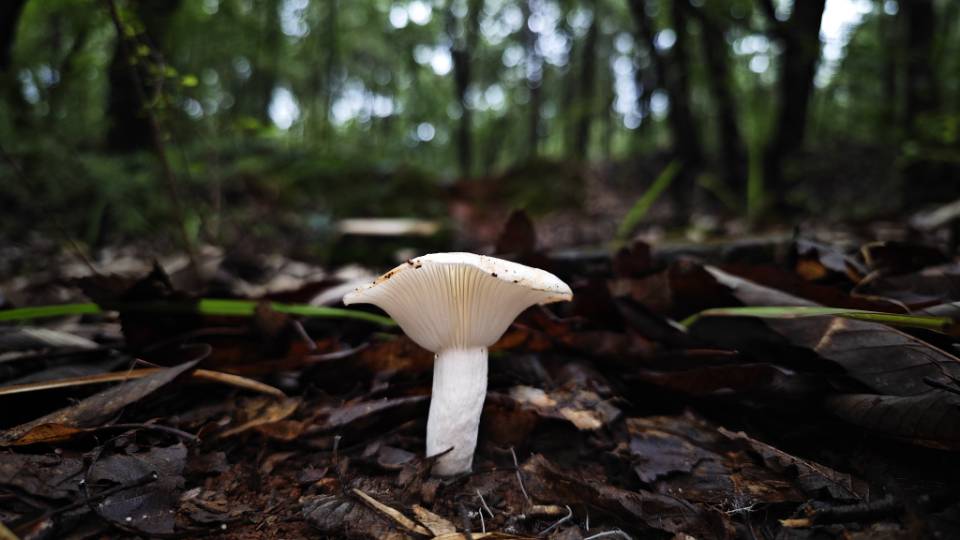 浅绿边红菇