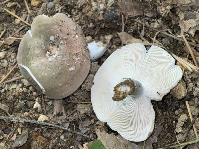 红菇属蓝黄组一种