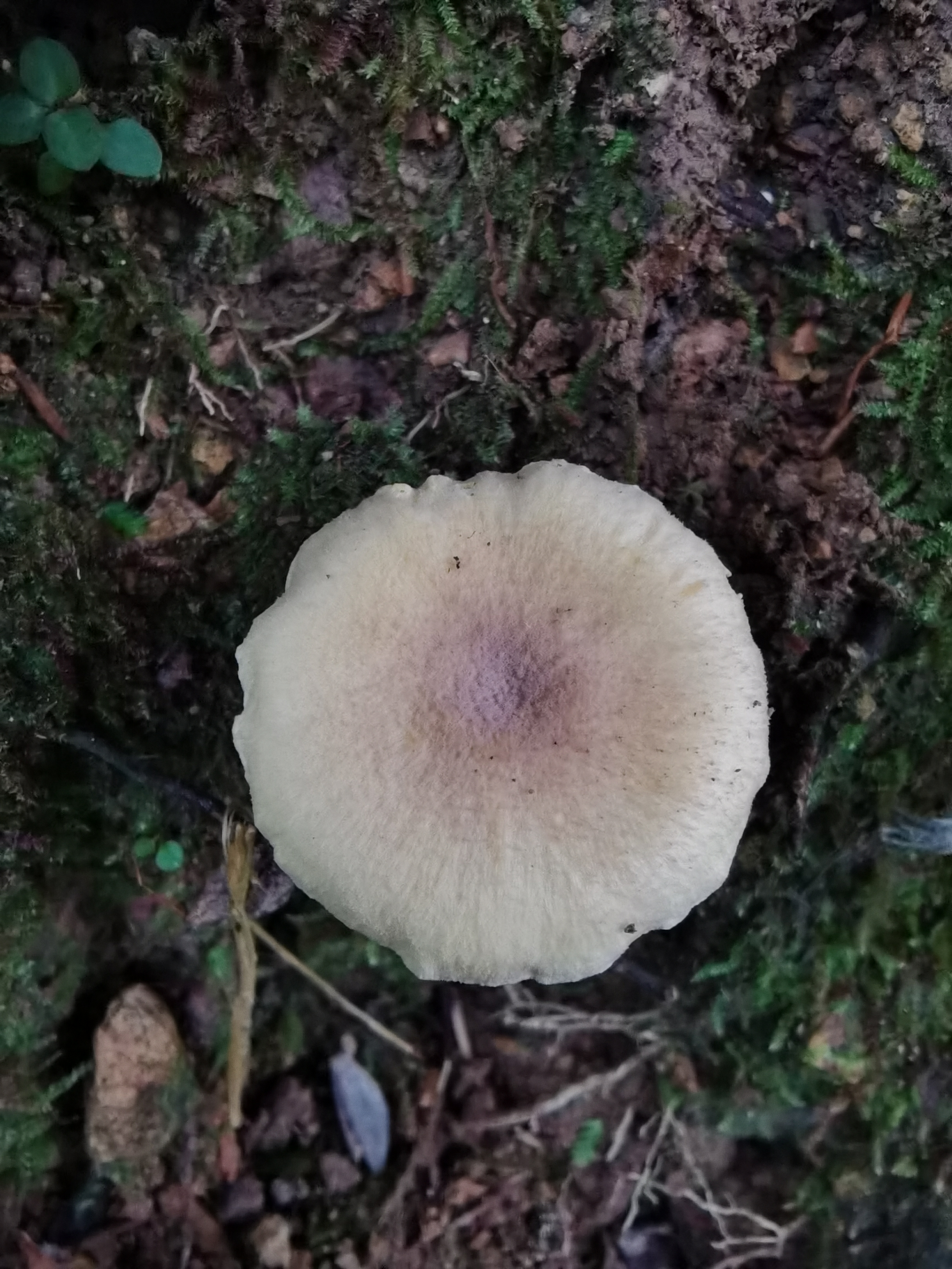 翘鳞鸡油菌