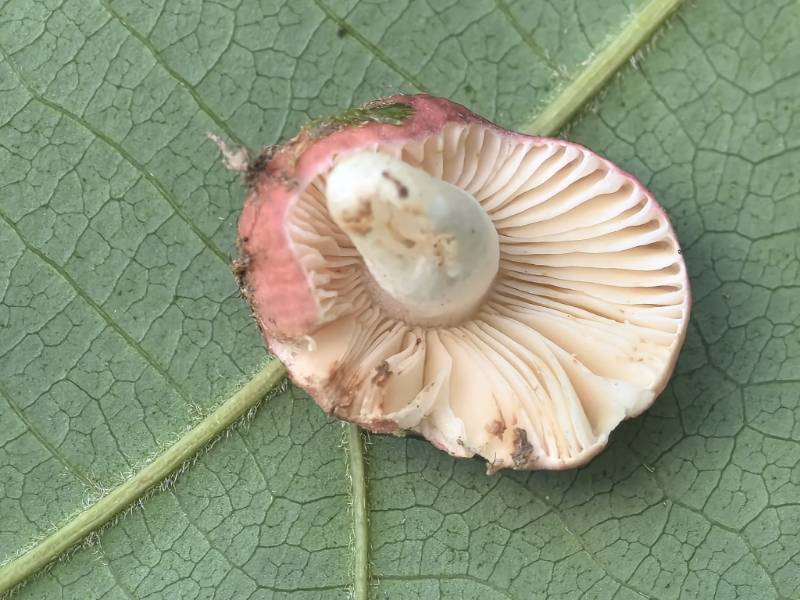 红菇属红菇亚属一种