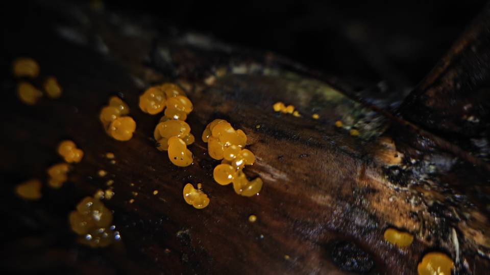 花耳属一种