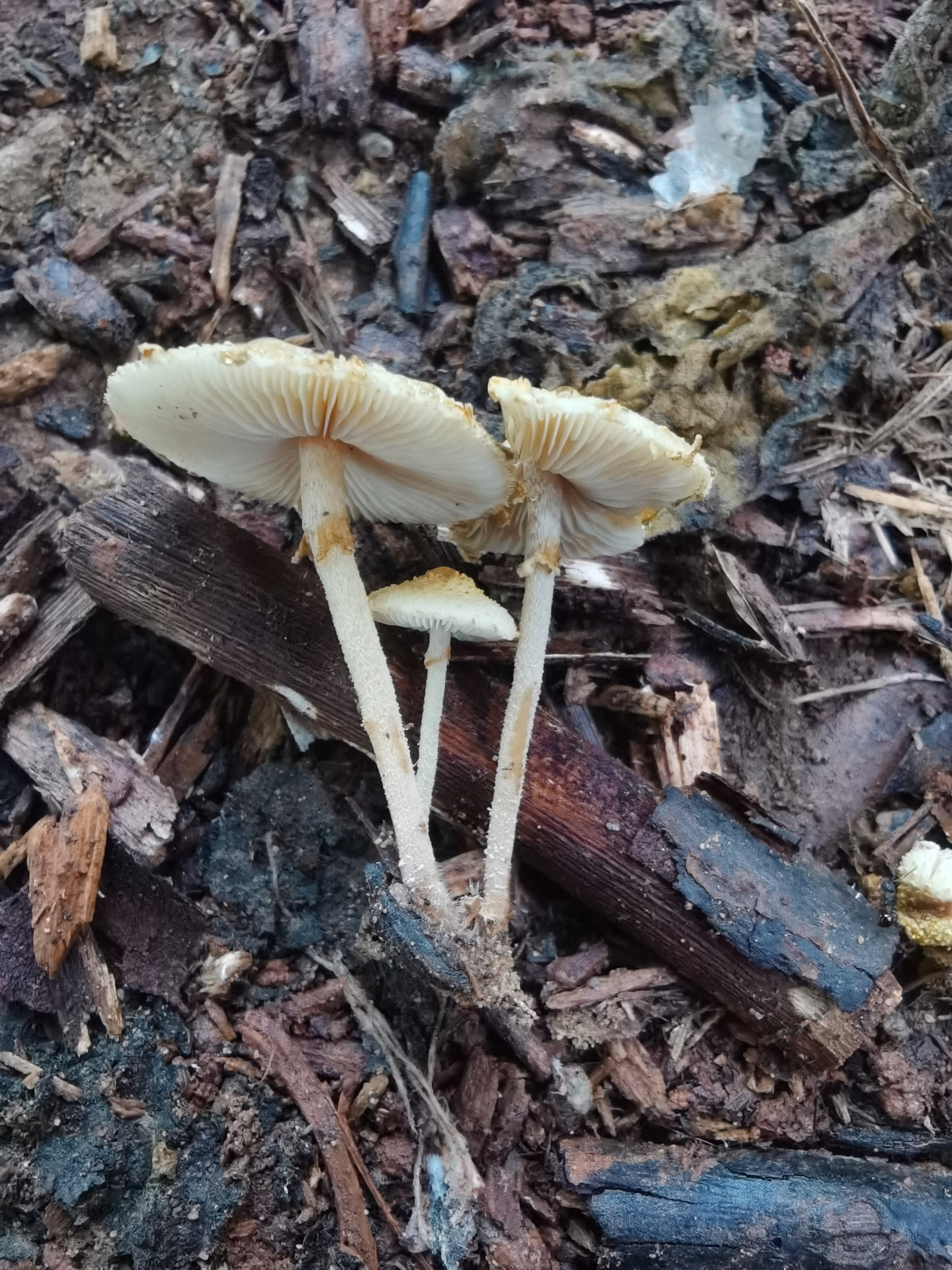 黄蘑菇属一种