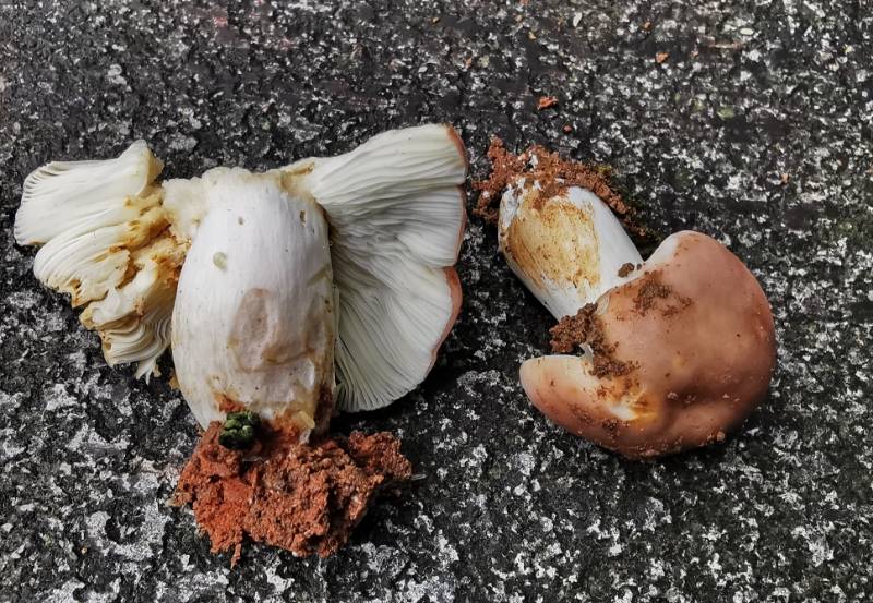 亚黑紫红菇