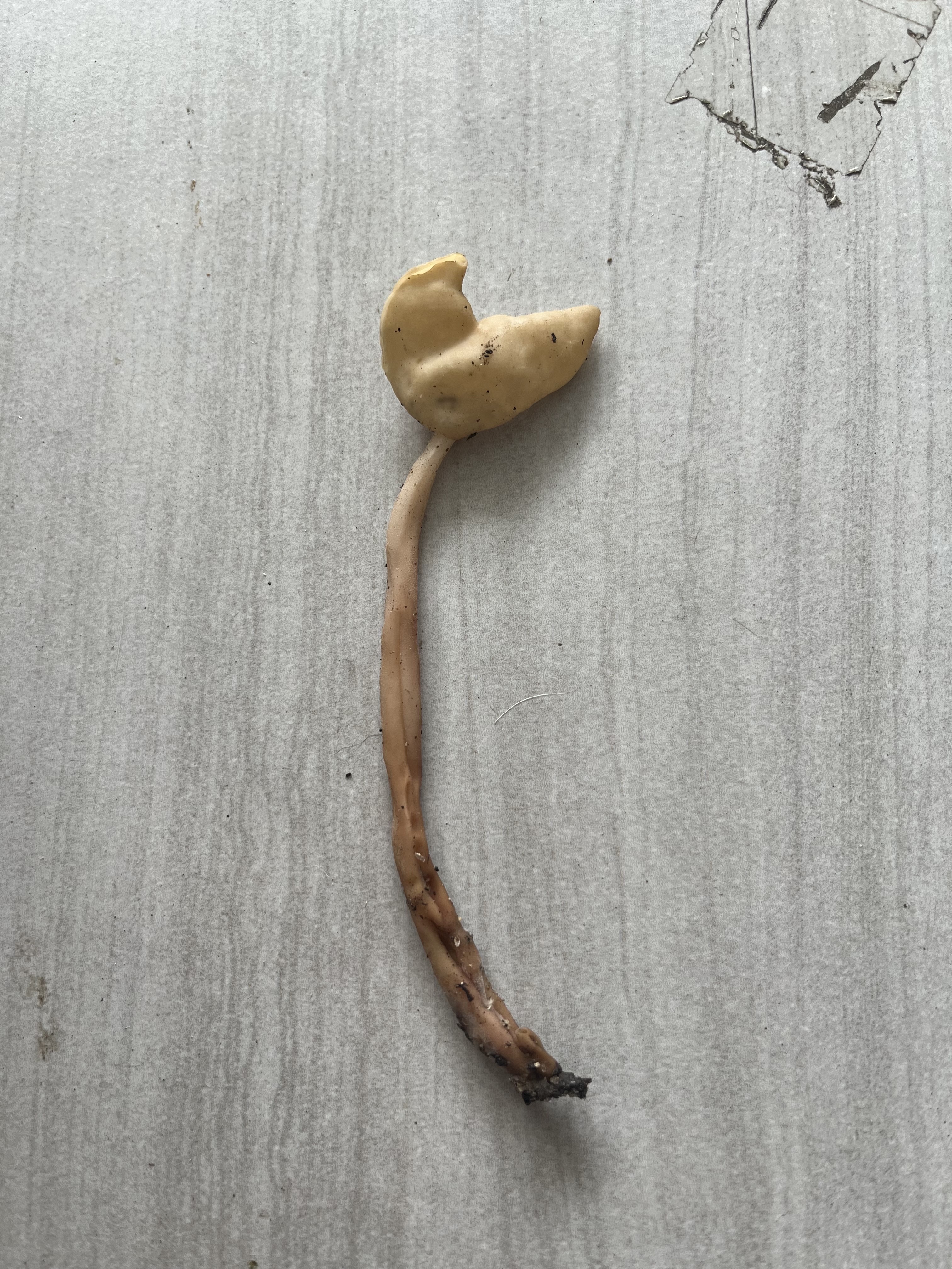 马鞍菌
