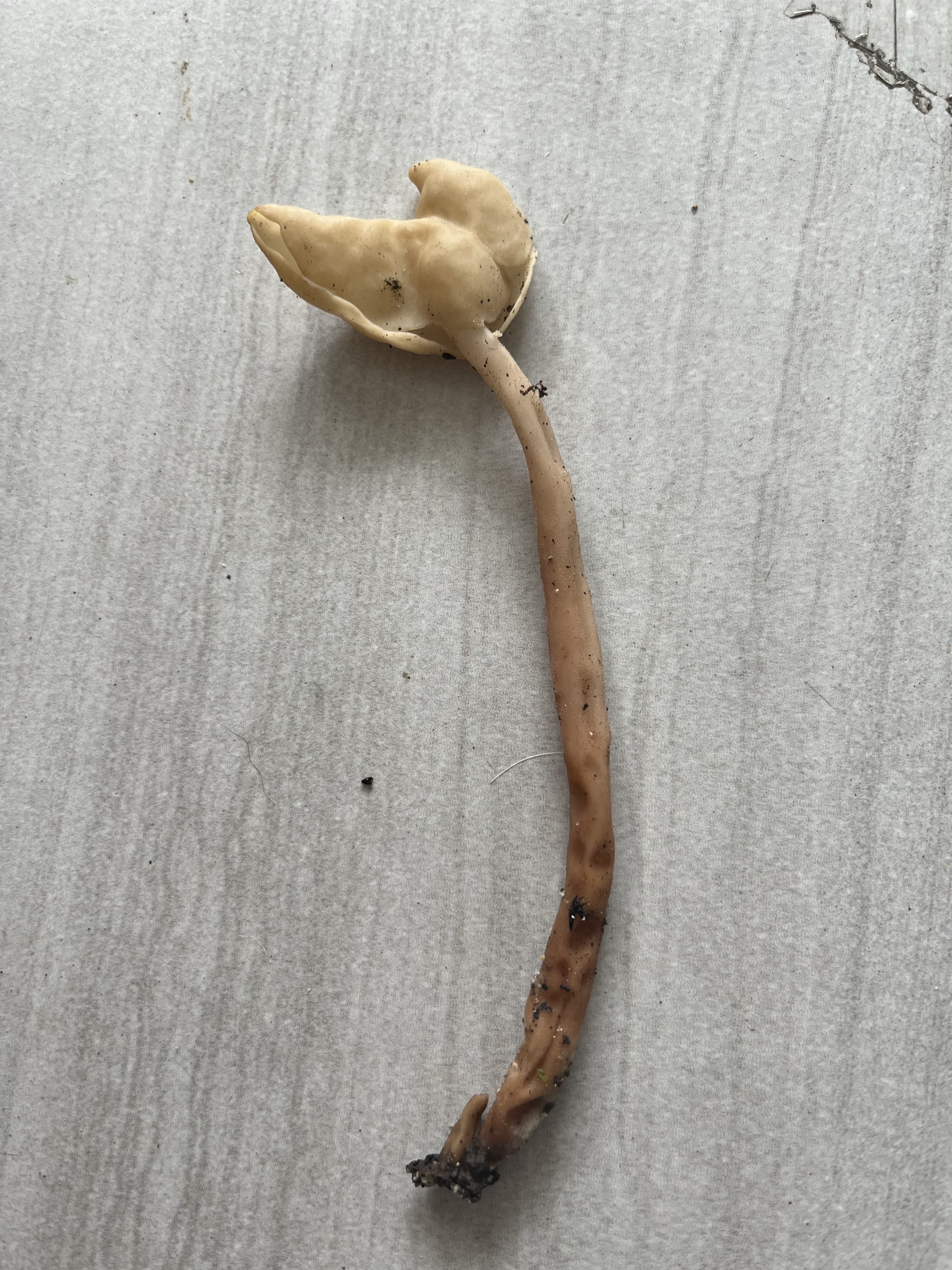 马鞍菌