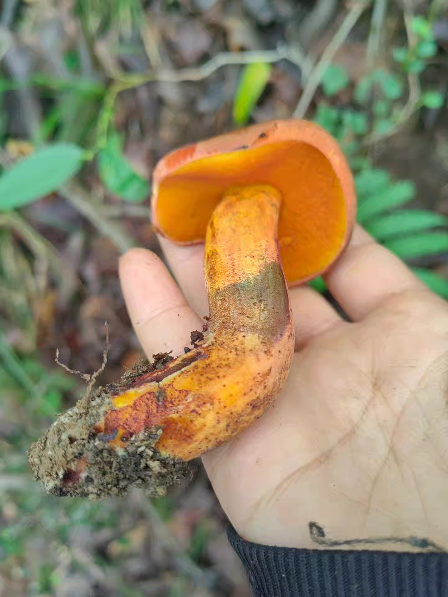 标本照片
