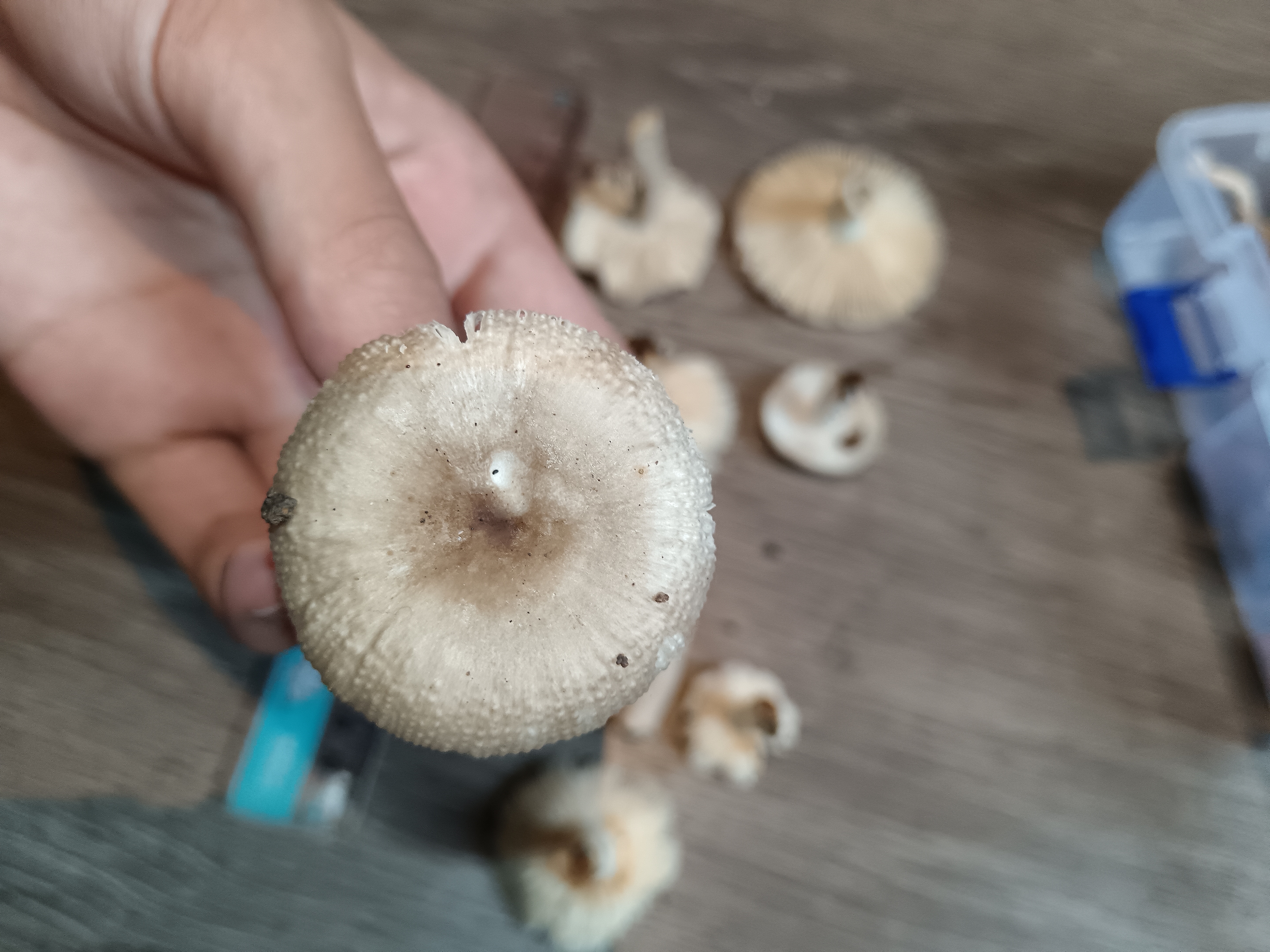非凡红菇