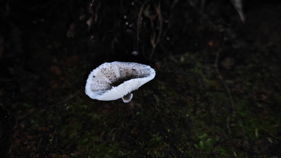 白环蘑属一种