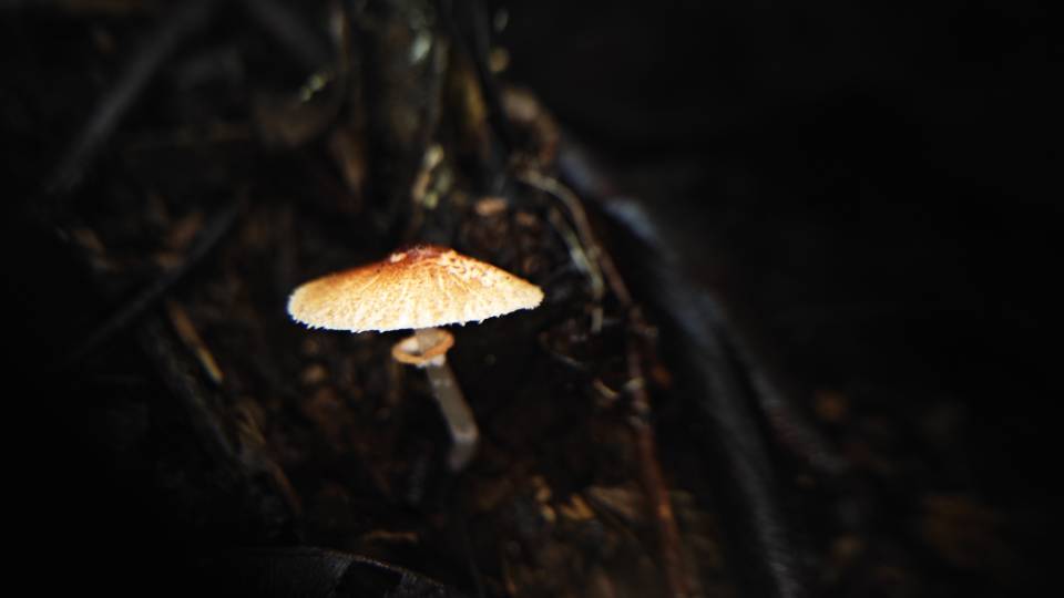 红鳞白环蘑复合群