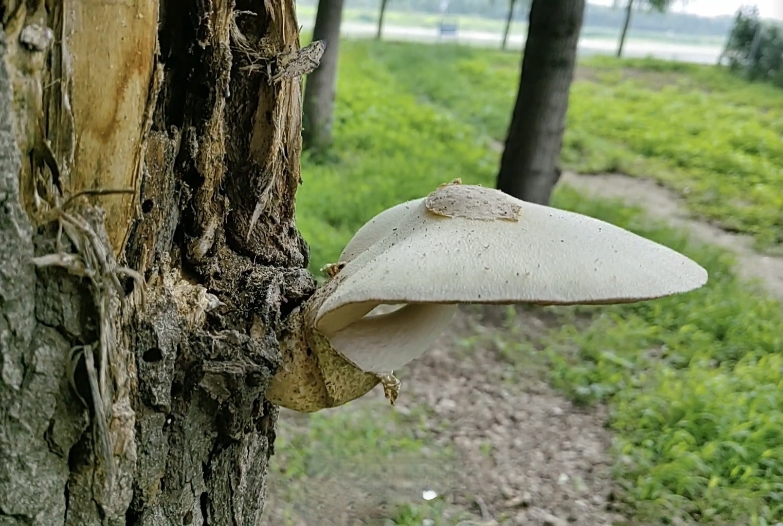 银丝小包脚菇（银丝草菇）