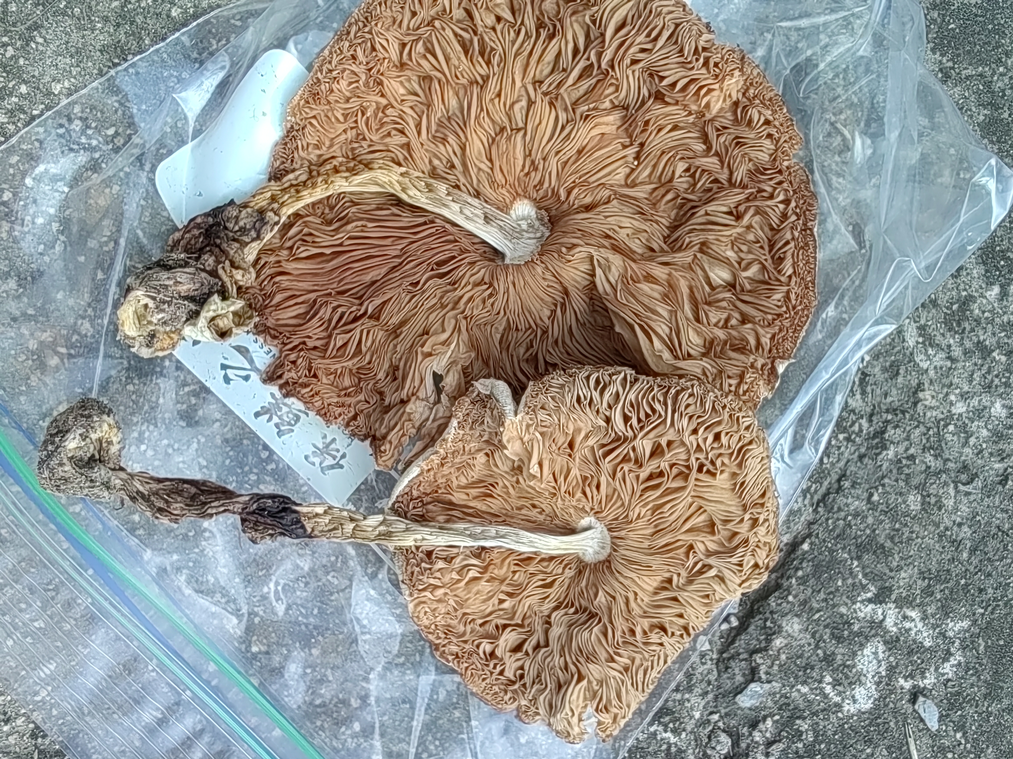 银丝小包脚菇（银丝草菇）