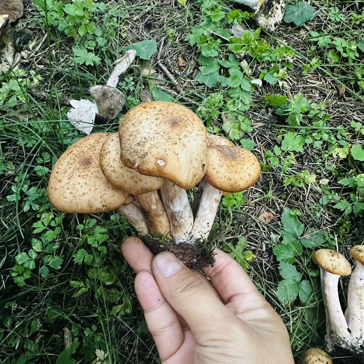 标本照片